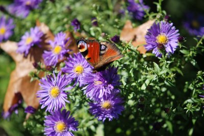 Aster dumosus - hvězdnice keříčkovitá 'Augenweide' - detail květů